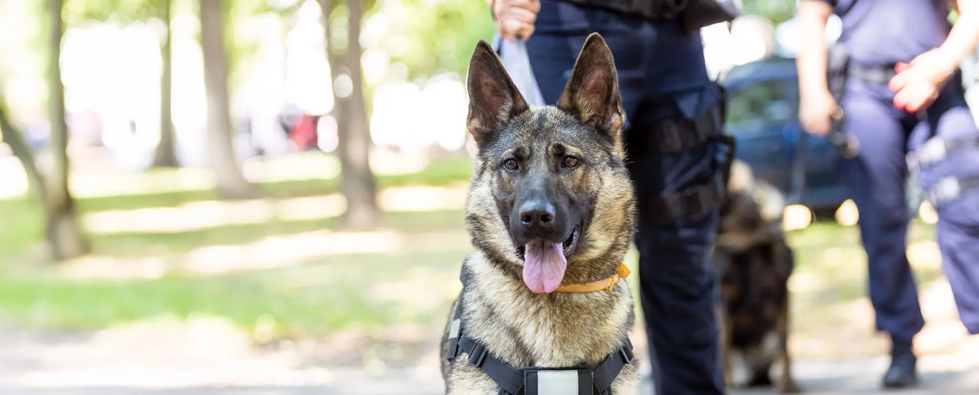 Unidad Canina K9 renta del servicio